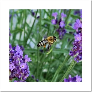 bee on lavender Posters and Art